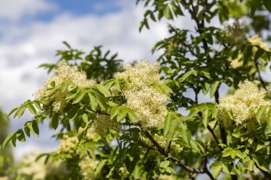 Fraxinus Ornus 'un çiçekleri, kudret helvası külleri