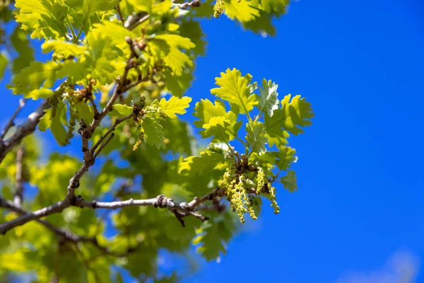 The flowers of Quercus pubescens, the downy oak or pubescent oak