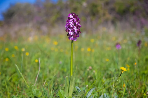 Fiore Orchis Purpurea Signora Orchidea — Foto Stock