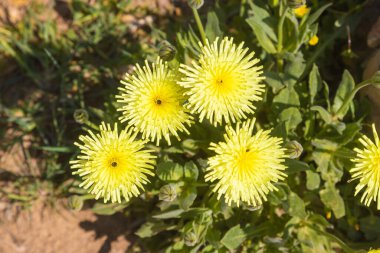 Urospermum Dalechampii 'nin çiçekleri, Pürüzsüz Altın Örtü