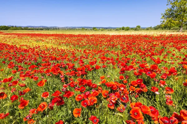 Ein Weizenfeld Mit Rotem Mohn Vrana Kroatien — Stockfoto