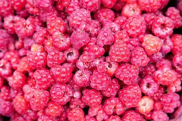 Rubus Idaeus Silvestre Frambuesa Recién Recogido — Foto de Stock