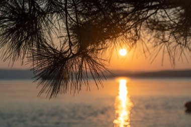 The sunset on the Adriatic Sea seen through the pine needles