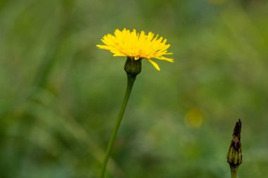 The flower of Tragopogon orientalis, common name Oriental goat's beard