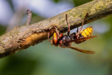 The European is hornet stripping the bark
