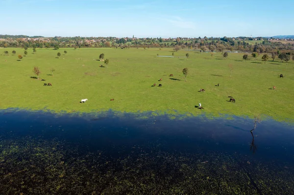 Vista Aérea Los Pastos Inundados Con Caballos Lonjsko Polje Croacia — Foto de Stock