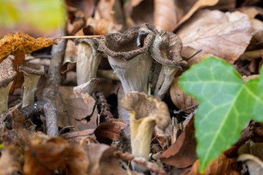 Craterellus cornucopioides, Bolluk Boynuzu olarak bilinir.