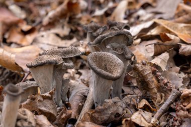 Craterellus cornucopioides, Bolluk Boynuzu olarak bilinir.