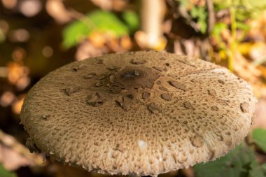 Ormanda büyüyen şempanze mantarı (Macrolepiota procera)