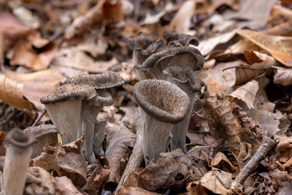 Craterellus cornucopioides, known as the horn of plenty