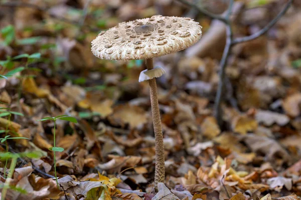 生长在森林中的香菇 Macrolepiota Procera — 图库照片