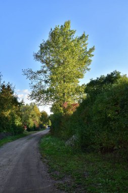 Güneşli bir günde ağaçlar ve çalılar arasındaki toprak yol ve çamur. Yaz.