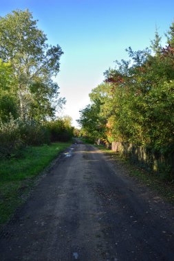 Güneşli bir günde ağaçlar ve çalılar arasındaki toprak yol ve çamur. Yaz.