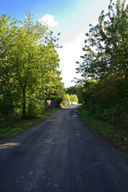Güneşli bir günde ağaçlar ve çalılar arasındaki toprak yol ve çamur. Yaz.