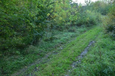 Güneşli bir sonbahar gününde ağaçların ve çalıların arasında çimlerle kaplanmış bir arazi yolu. Bölgeye diğerleri için ulaşılamaz. Sonbahar.