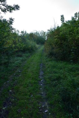 Güneşli bir sonbahar gününde ağaçların ve çalıların arasında çimlerle kaplanmış bir arazi yolu. Bölgeye diğerleri için ulaşılamaz. Sonbahar.