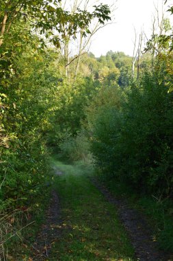 Güneşli bir sonbahar gününde ağaçların ve çalıların arasında çimlerle kaplanmış bir arazi yolu. Bölgeye diğerleri için ulaşılamaz. Sonbahar.
