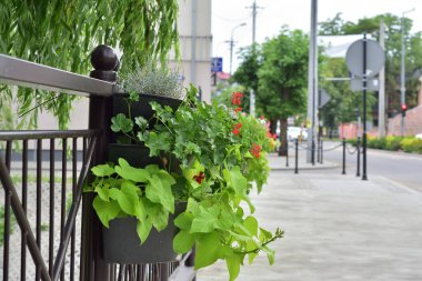 Çiçekler bir çiçek tarlasında asılı bir köprüde güneşli bir günde. 
