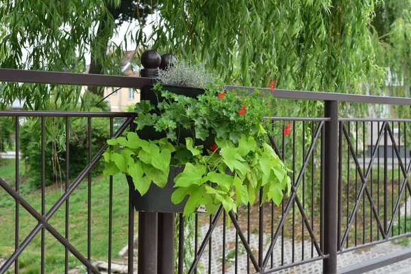 Flowers Flowerbed Hanging Bridge Railing Sunny Day — Stock Photo, Image