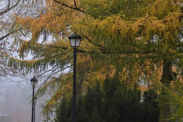 안개낀 공원의 가로수 가로등들 형형색색의 나뭇잎들 사이에 — 스톡 사진