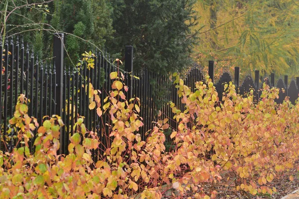 Bulutlu bir günde sonbahar bitkilerinin arasındaki metal çit.