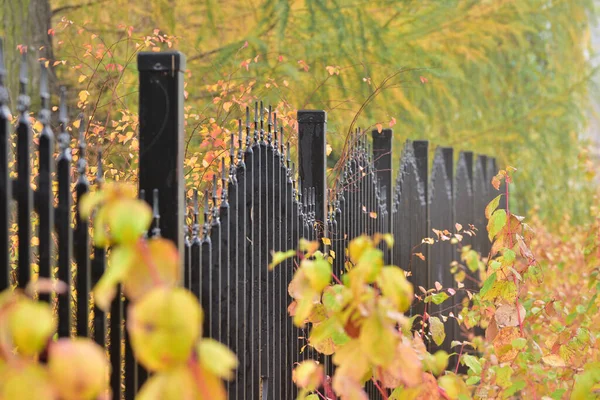 Kovový Plot Mezi Podzimními Rostlinami Zamračený Den — Stock fotografie