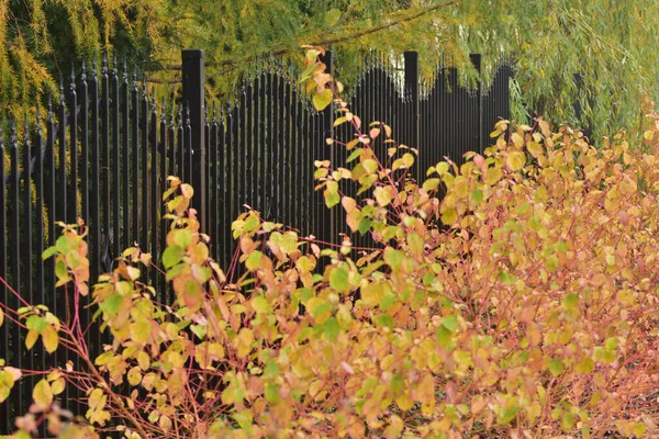 Металлический Забор Среди Осенних Растений Облачный День — стоковое фото