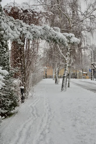 曇りの冬の日に雪に覆われた街の木 道路標識や通り — ストック写真