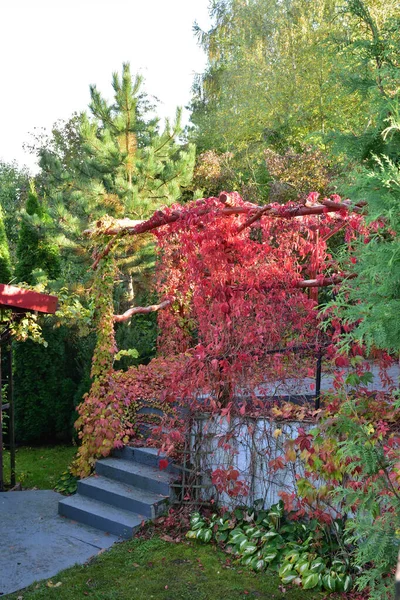 Rote Weinblätter Tor Und Treppen Halbschatten Einem Sonnigen Herbsttag — Stockfoto