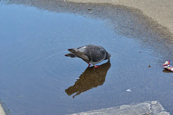 Pombo Uma Poça Estrada Dia Ensolarado Verão — Fotografia de Stock