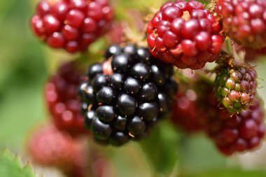Olgun ve olgunlaşmamış ahududular aynı çalılıkta ve arka plandan düşük büyütme yayılıyor. Yaz. Gün. 