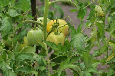 Çalılıklarda toplanmayı bekleyen yeşil domatesler. Yaz. 