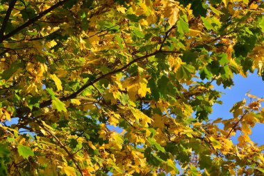 Sonbahar ağacının yeşil ve sarı yaprakları güneşli bir günde mavi gökyüzünün arka planına karşı. Sonbahar. 