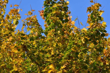 Sonbahar ağacının yeşil ve sarı yaprakları güneşli bir günde mavi gökyüzünün arka planına karşı. Sonbahar. 