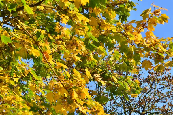 Grüne Und Gelbe Blätter Des Herbstbaumes Vor Dem Hintergrund Des — Stockfoto