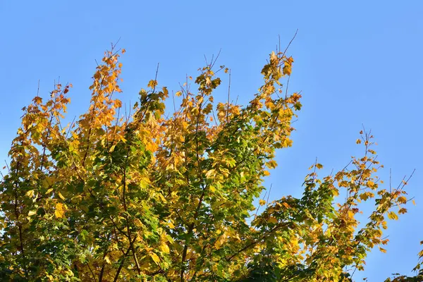 Grüne Und Gelbe Blätter Des Herbstbaumes Vor Dem Hintergrund Des — Stockfoto