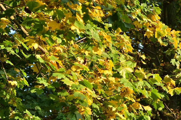 Зеленые Желтые Листья Осеннего Дерева Фоне Голубого Неба Солнечный День — стоковое фото