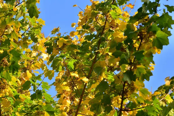 Grüne Und Gelbe Blätter Des Herbstbaumes Vor Dem Hintergrund Des — Stockfoto