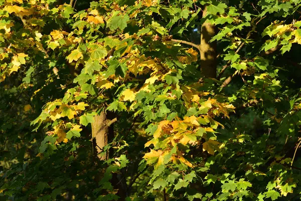 Grüne Und Gelbe Blätter Des Herbstbaumes Vor Dem Hintergrund Des — Stockfoto