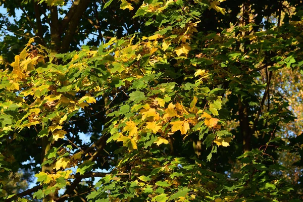 Grüne Und Gelbe Blätter Des Herbstbaumes Vor Dem Hintergrund Des — Stockfoto