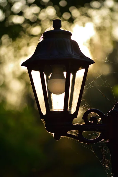 Een Antieke Lamp Tegen Achtergrond Van Groene Bladeren Verlicht Door — Stockfoto