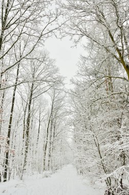 Soğuk bir kış gününde ormanda ağaçların ve karın arasında karla kaplı bir yol. Gün. 