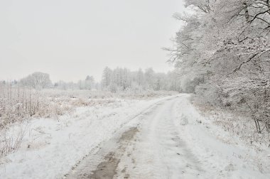 Soğuk bir kış gününde ormanda ağaçların ve karın arasında karla kaplı bir yol. Gün. 