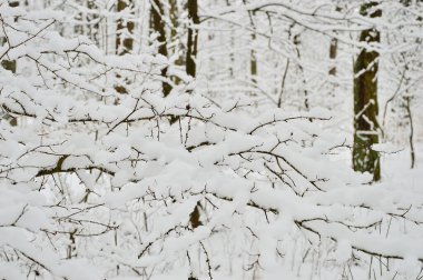 Karla kaplı orman, ağaçlar ve dallar soğuk, kış ve bulutlu bir günde. Kış.