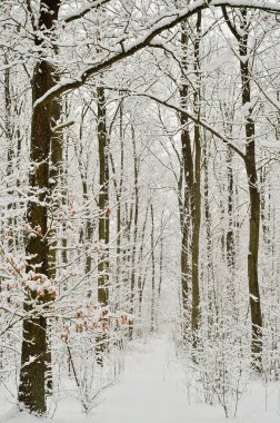 Karla kaplı orman, ağaçlar ve dallar soğuk, kış ve bulutlu bir günde. Kış.