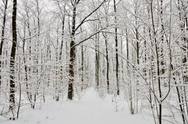 Karla kaplı orman, ağaçlar ve dallar soğuk, kış ve bulutlu bir günde. Kış.