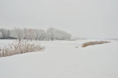 Karla kaplı orman, ağaçlar ve dallar soğuk, kış ve bulutlu bir günde. Kış.