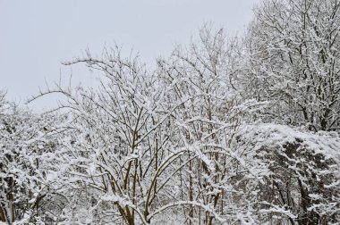 Karla kaplı orman, ağaçlar ve dallar soğuk, kış ve bulutlu bir günde. Kış.
