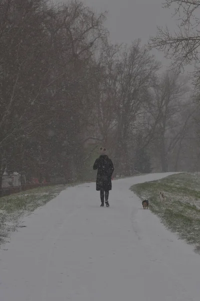 冬の日には 耳のある帽子をかぶった女性が雪の中で犬を散歩します — ストック写真