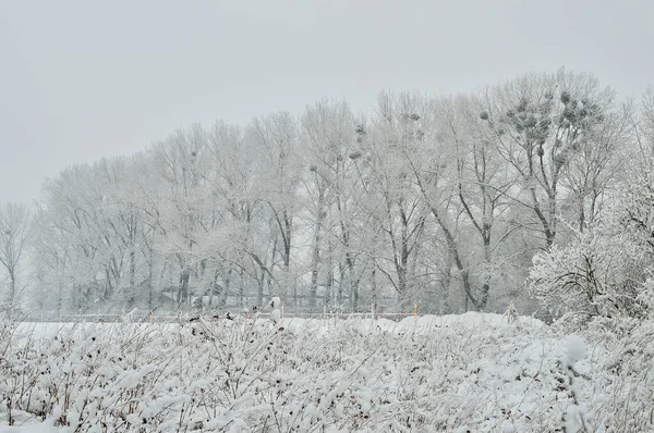 Bewölkter Tag Wald Zwischen Schneebedeckten Bäumen Einem Frostigen Wintertag Winter — Stockfoto